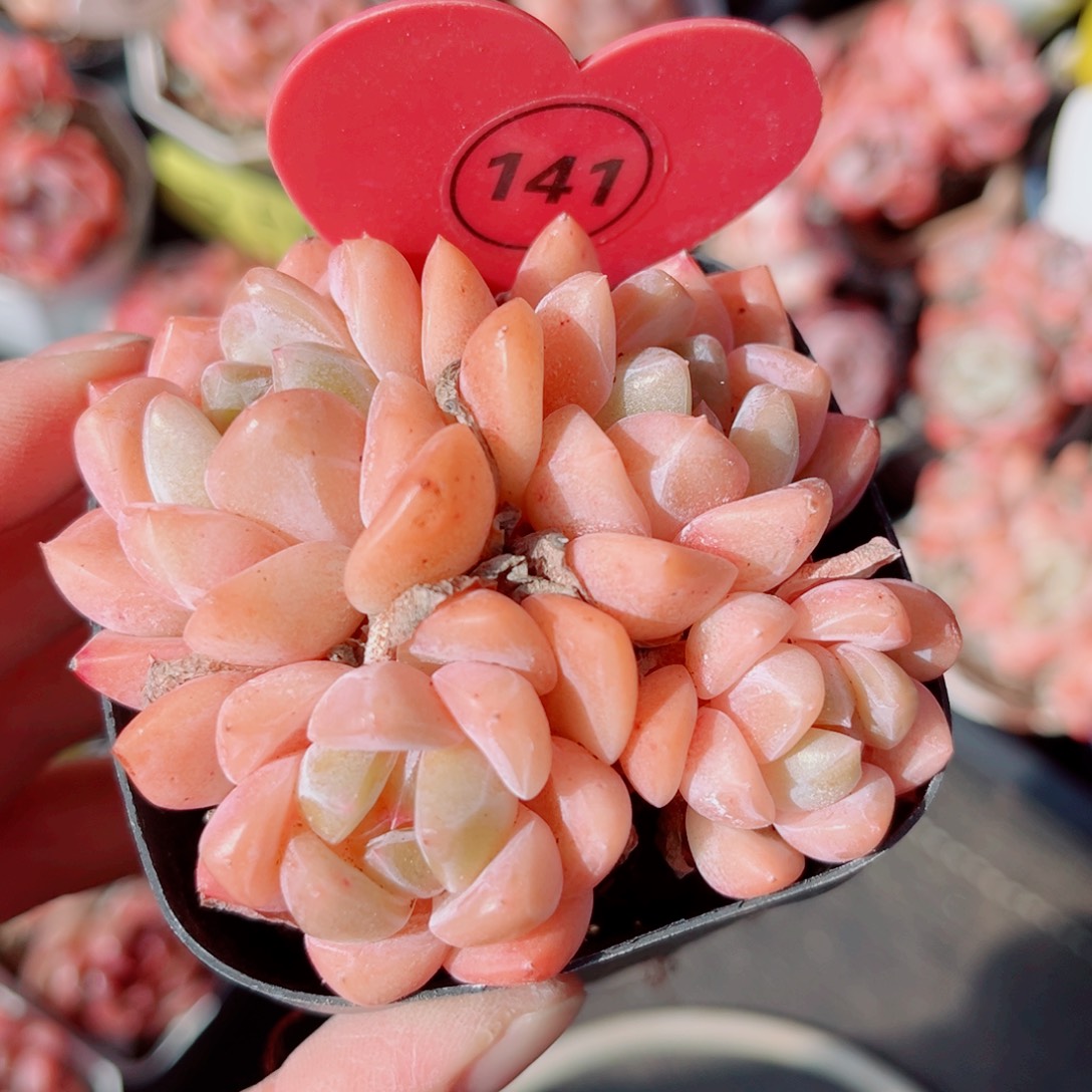 141号小老桩糖心群