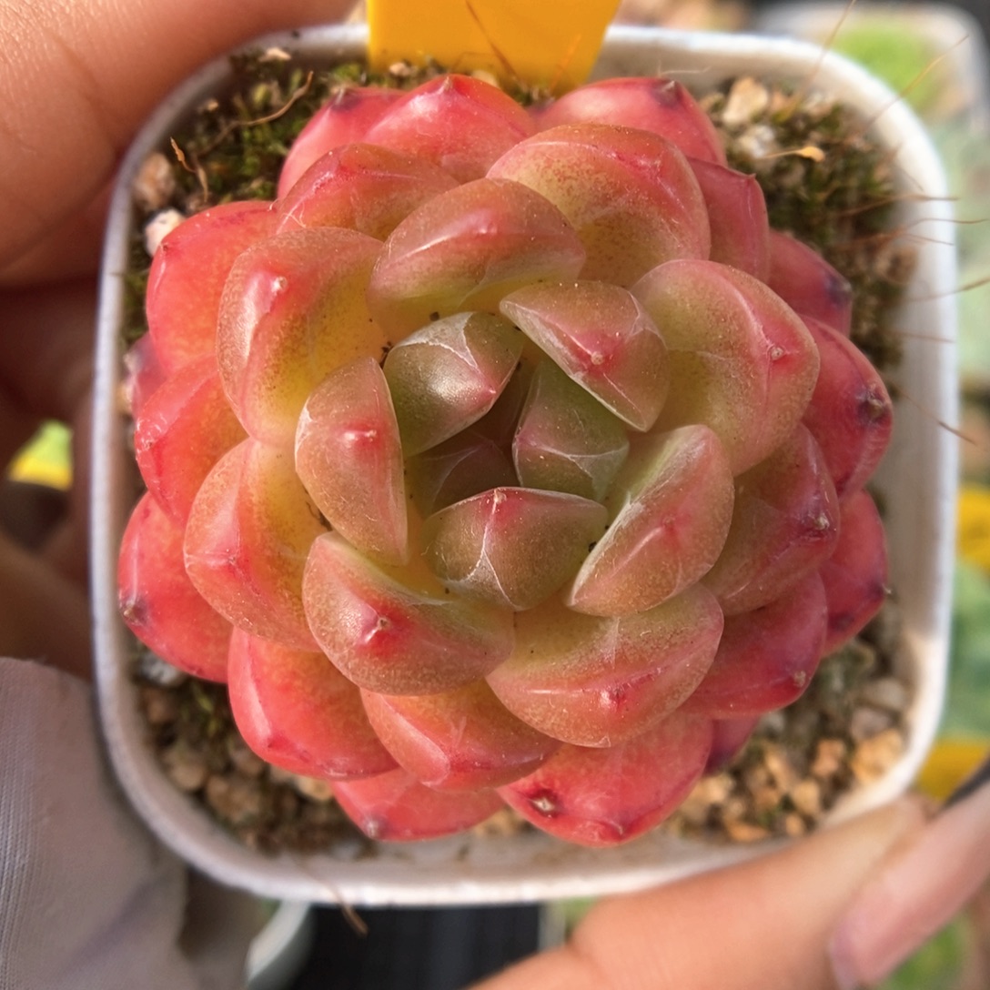 爱丽丝珍妮642号。   