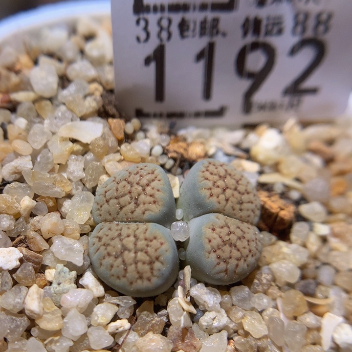 Zzz好可爱啊哈哈哈1192德州