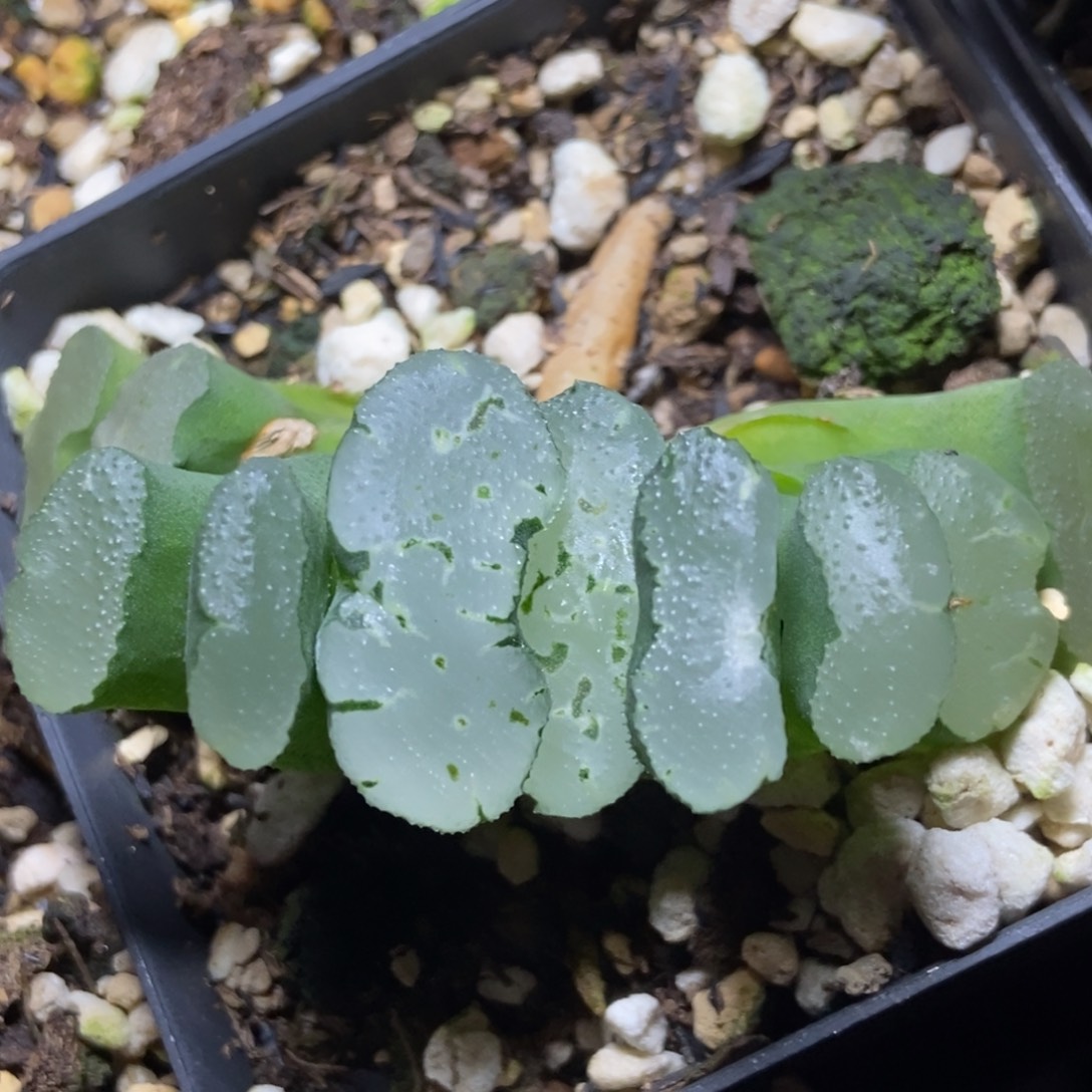 T1808玉扇一物一拍的