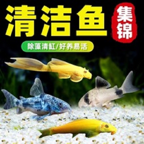 金苔鼠彩虹鲨粉红鲨小型混养热带观赏鱼清洁鱼缸除藻工具鱼