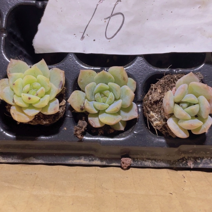 精品3号冰心2米3颗