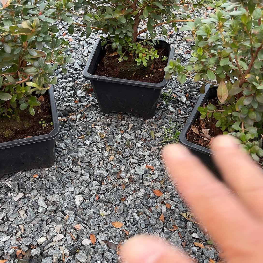无花朵盆景皋月杜鹃嫦娥
