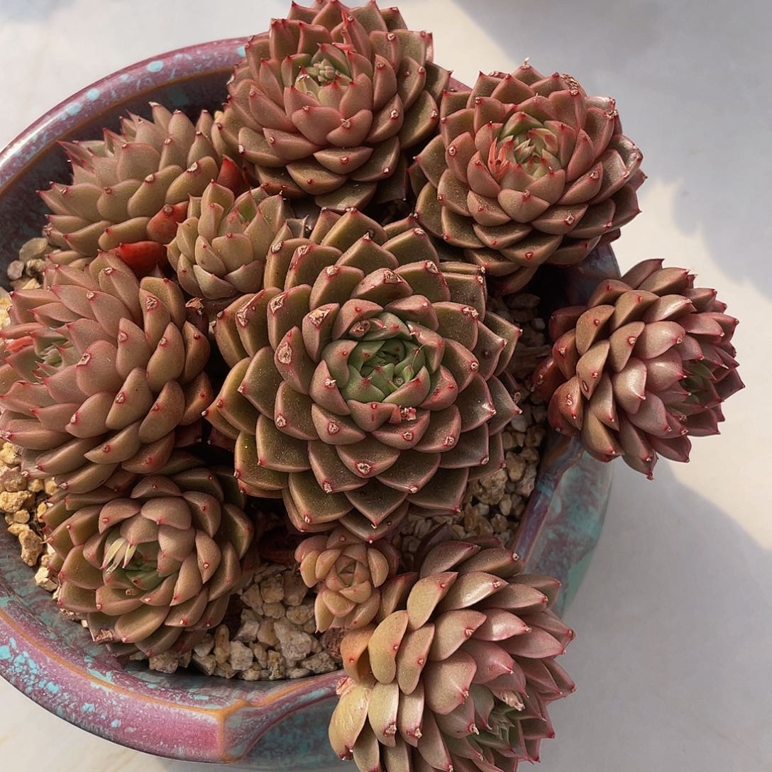 雪燕杂交多肉多肉多肉