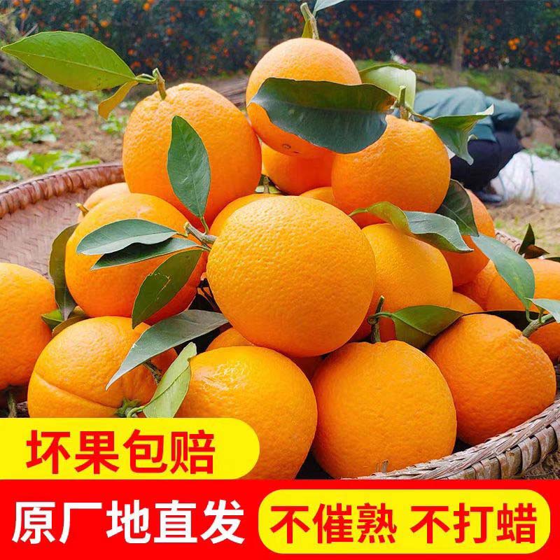 （小果中果清园价）E正宗江西赣南脐橙现摘现发原产地直发新鲜