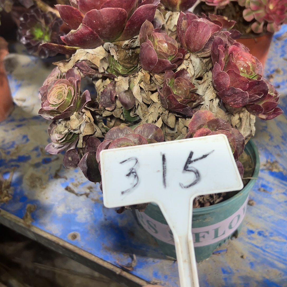 多肉植物梅金法师315