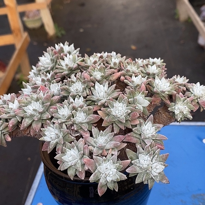 春****多肉植物肉肉植物