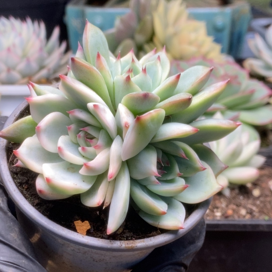 464锦锦锦锦锦锦锦锦