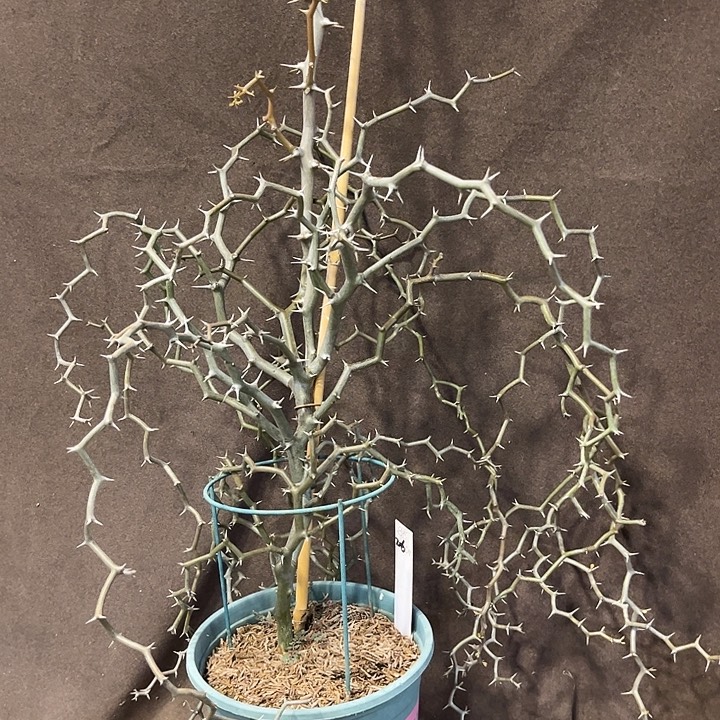 汤圆植物26弯曲龙