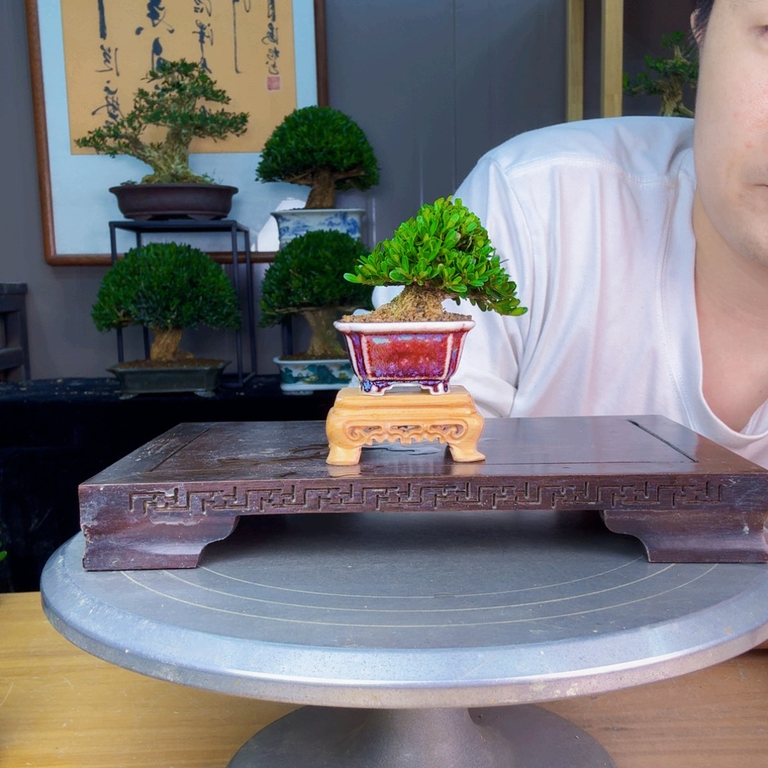 书***道无花朵凤尾黄杨 黄杨盆景