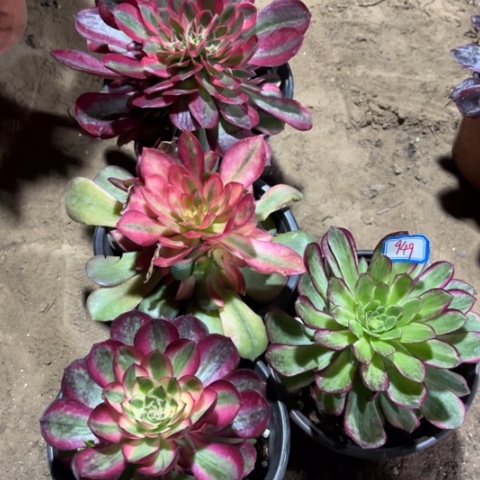 949多肉植物组合