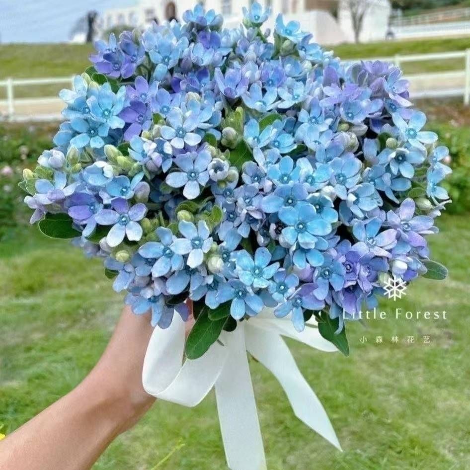 【蓝星花1扎  高端小众花材 】任意拍两单升级顺丰/京东  云南鲜花