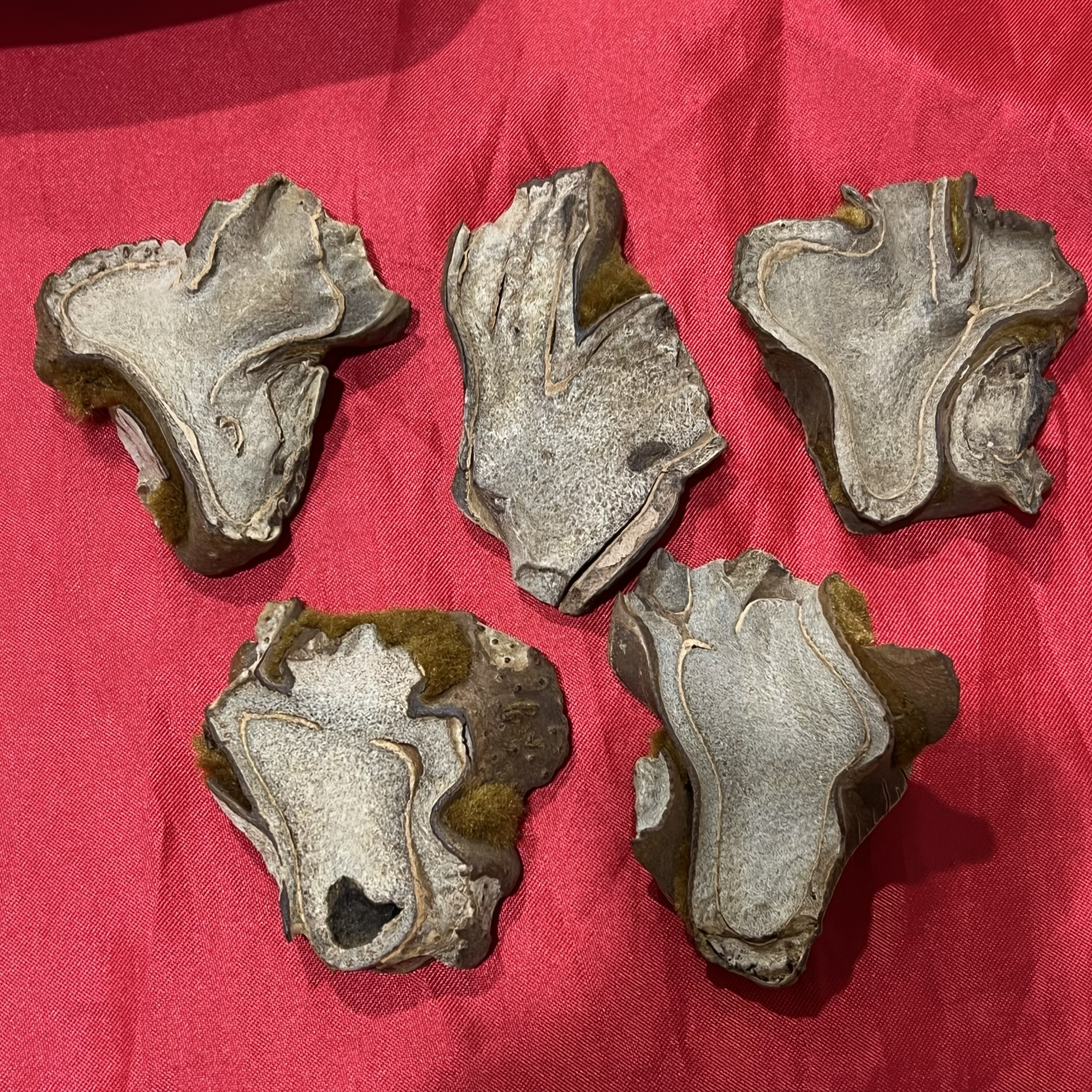 阿静云南山货传统滋补品金-丝-撅～  可搭配枸杞