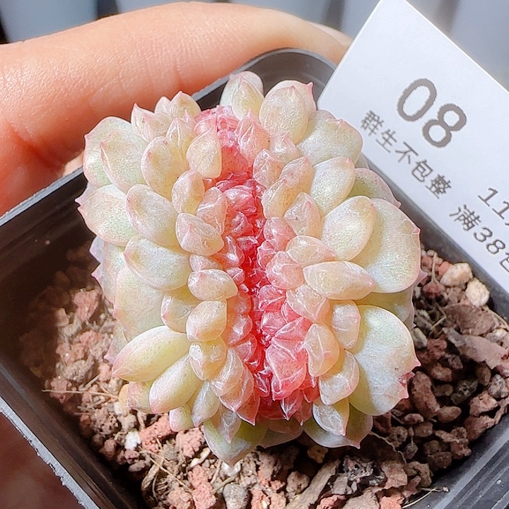 1118-08烟霞缀化优选