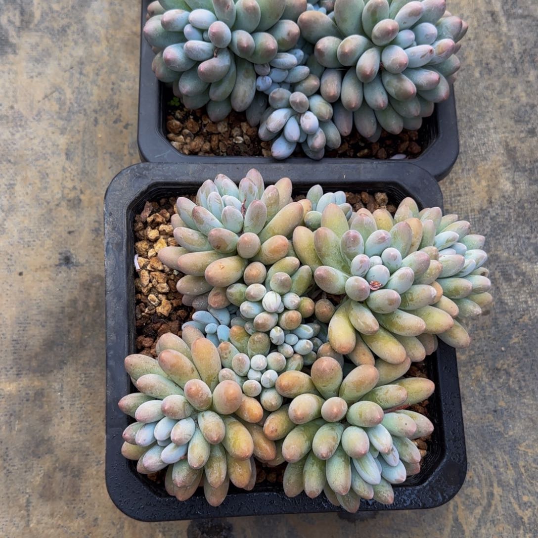 无花朵雪*娘两颗不哈怕他爸爸啊啊啊