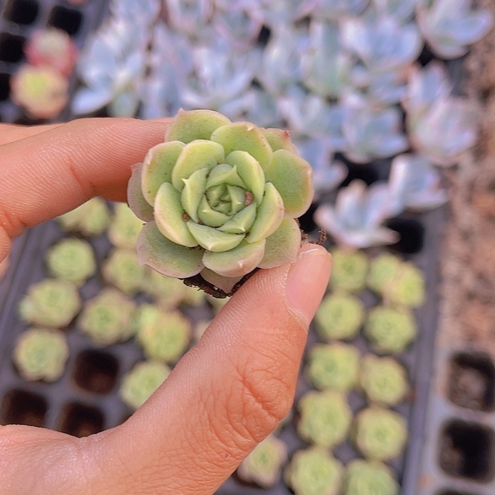 精品水晶虾饺多肉植物
