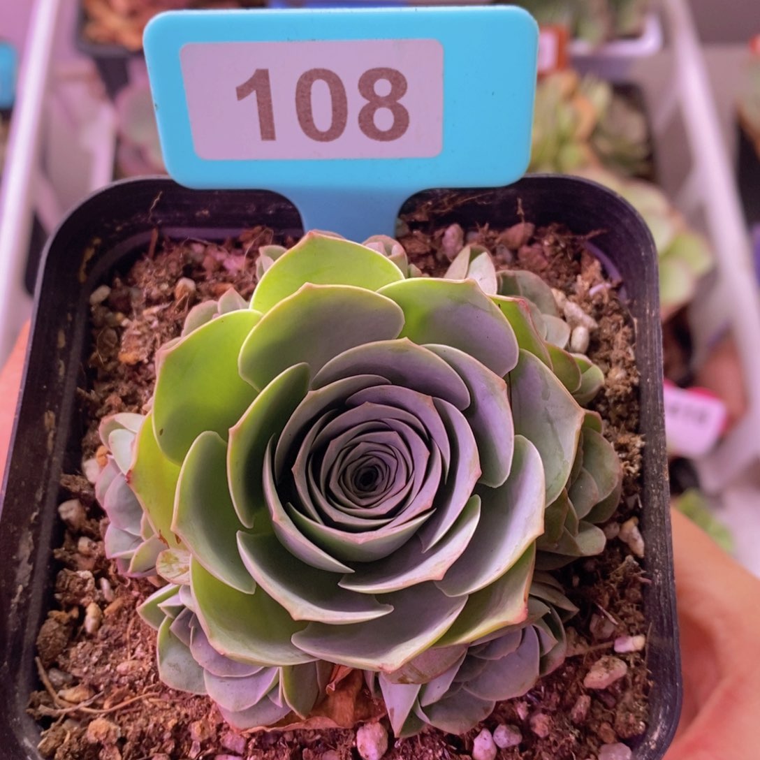 紫芙玫瑰群一物一拍108