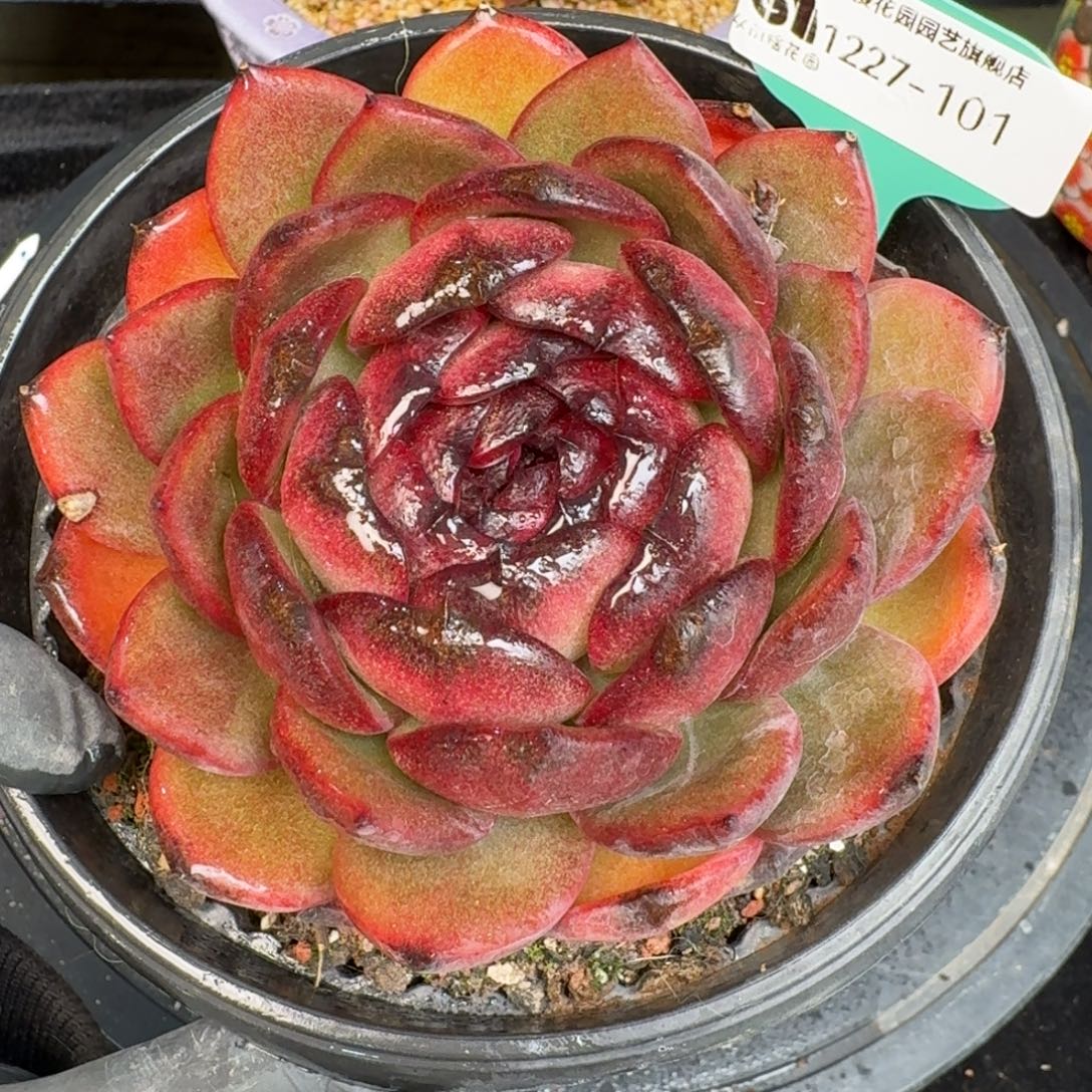 从前慢多肉精选编号1227.101