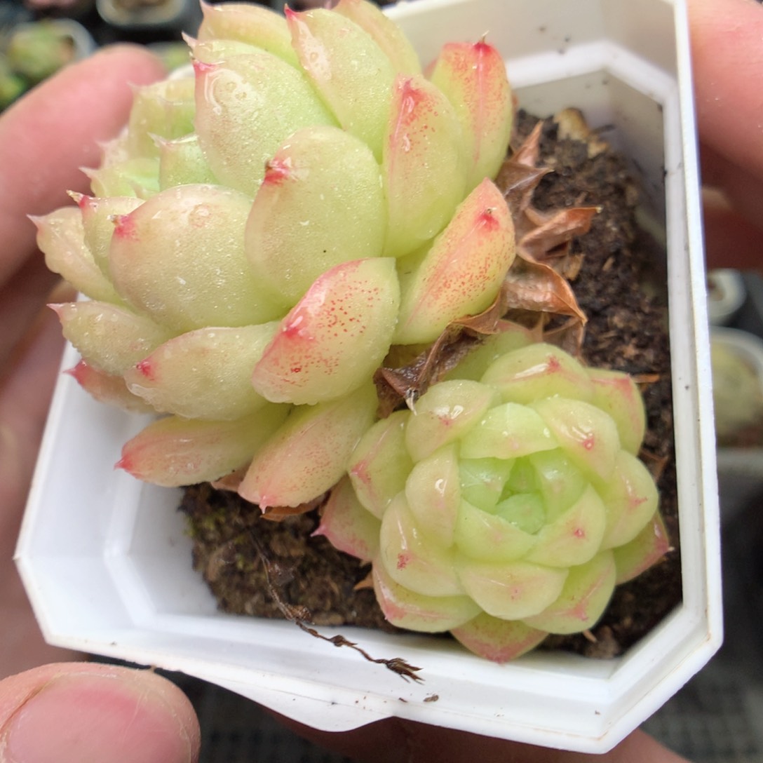 S137y y y y y y y