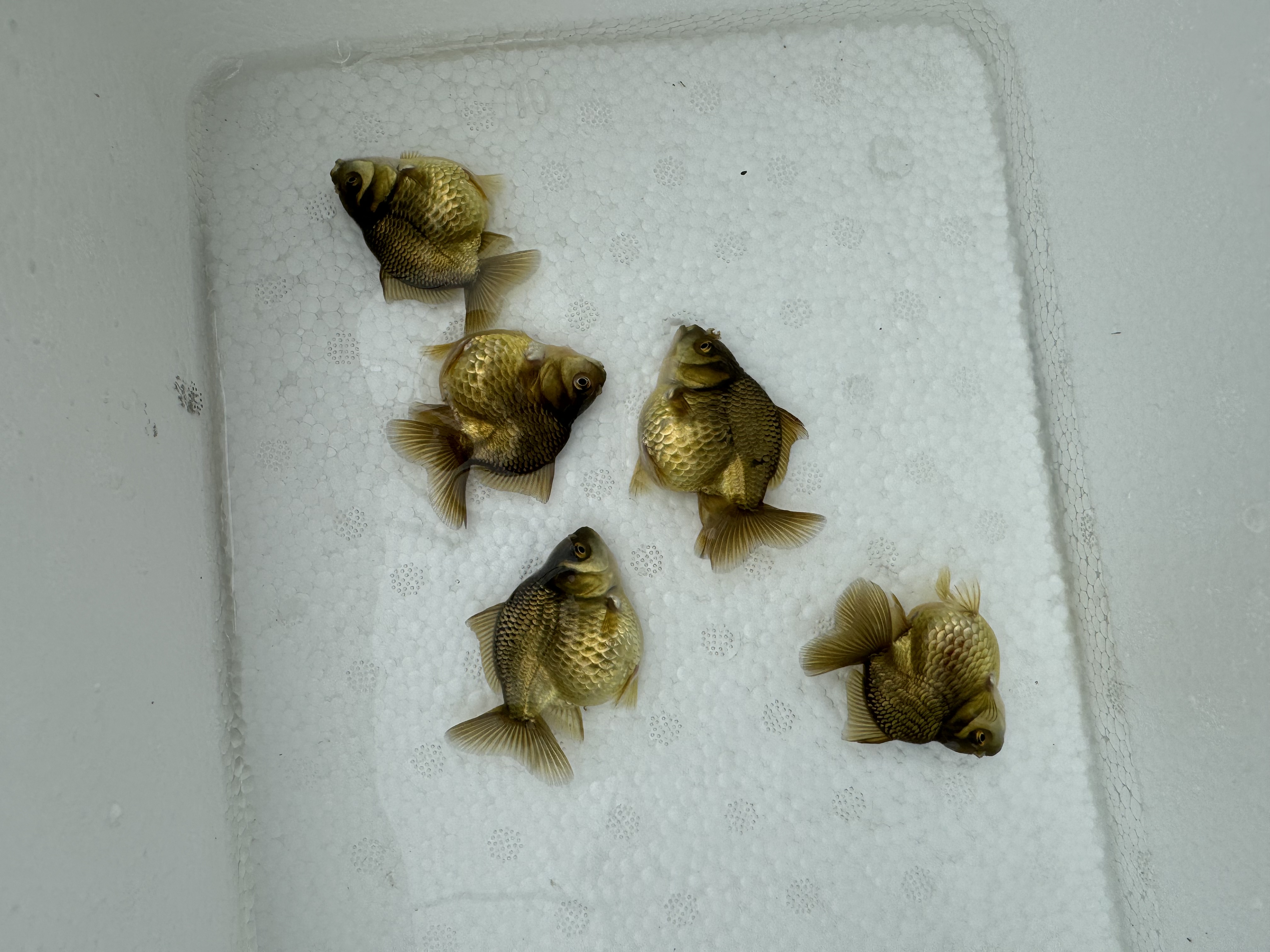 原泰玛丽F1苗（4-6cm）