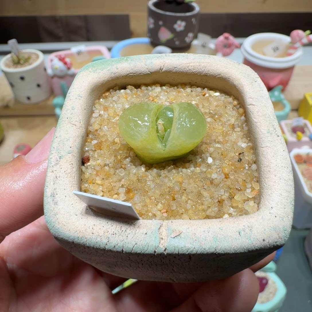 红陶蘑菇323风铃