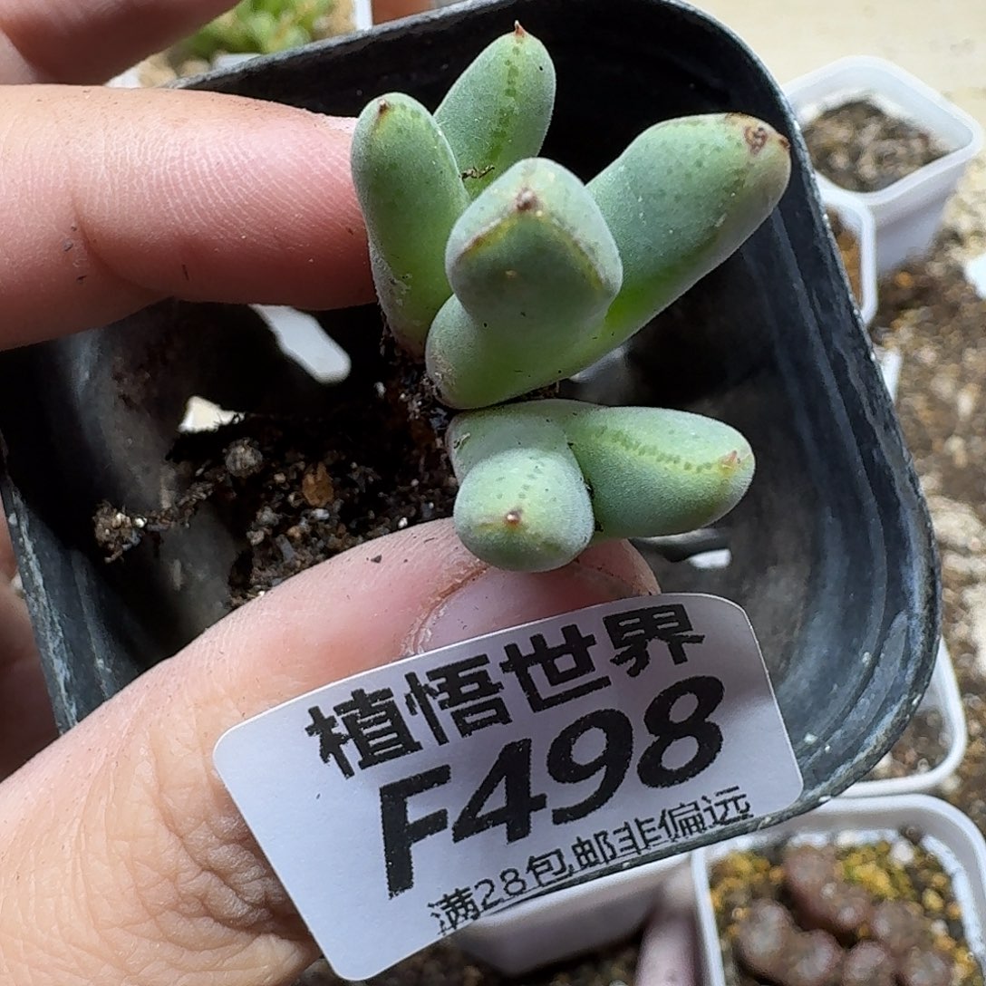 多肉植物的润泽fhn