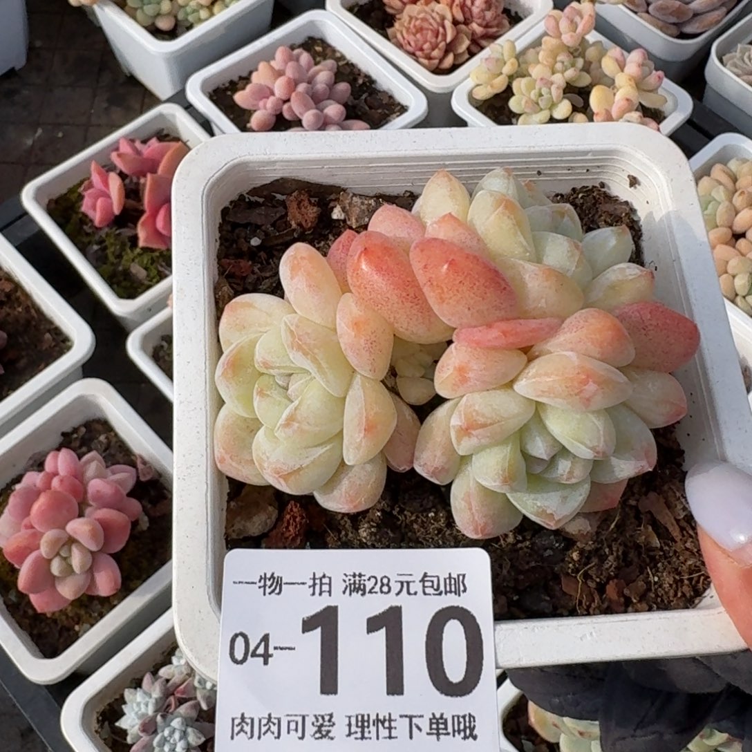 冰玉无盆土发货无