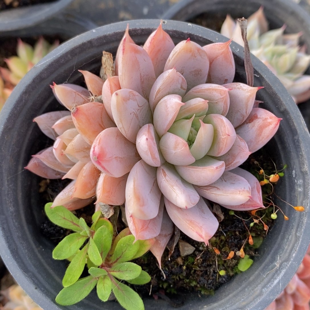 可以问主播品种，下滑链接更多品种多肉选择