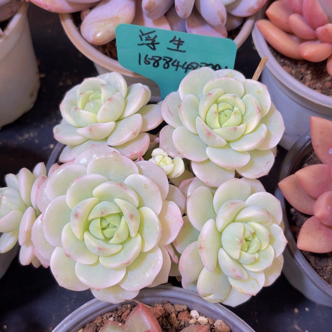 熙***熙云南金致家精品炖肉