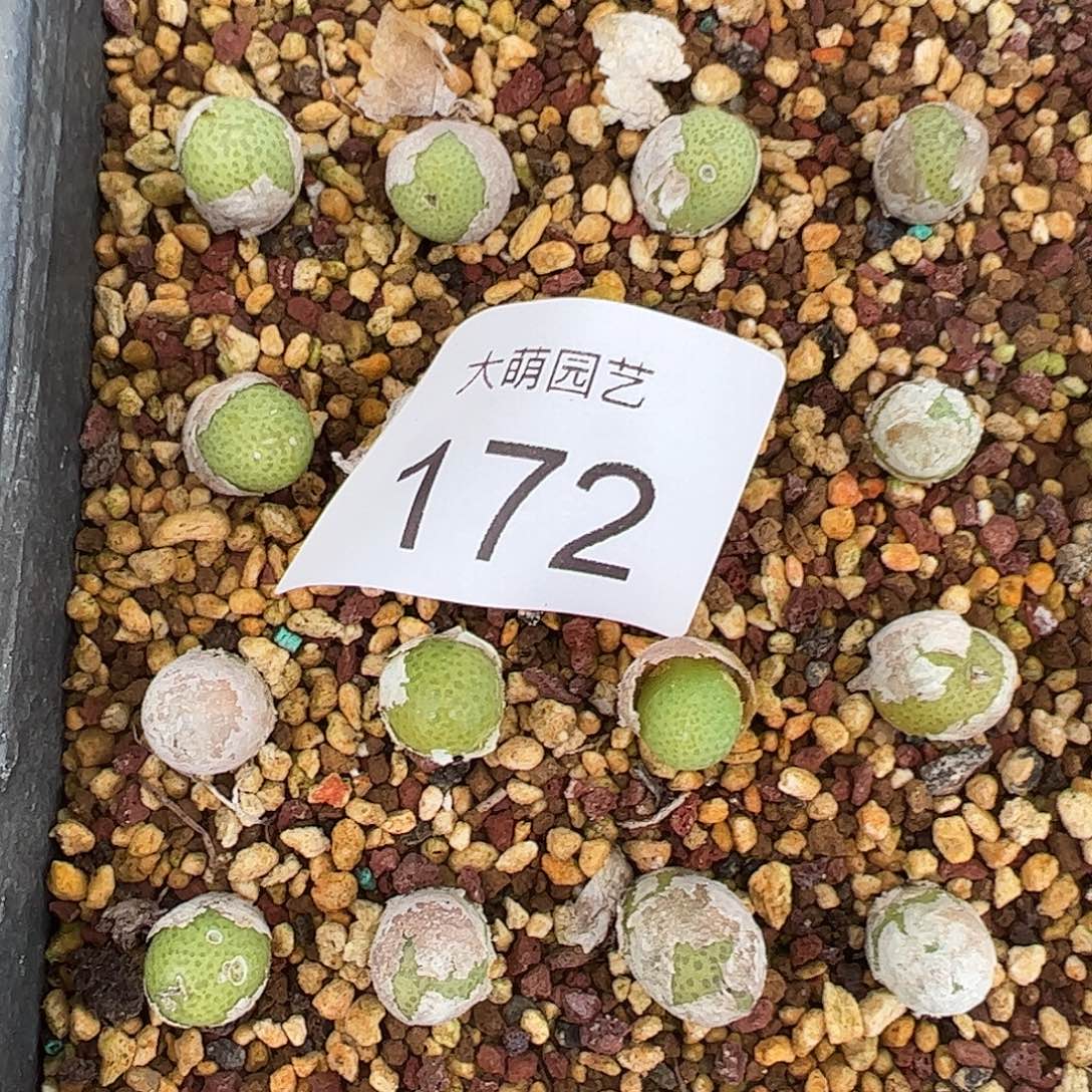 0000172量拍母本单头玉米1颗