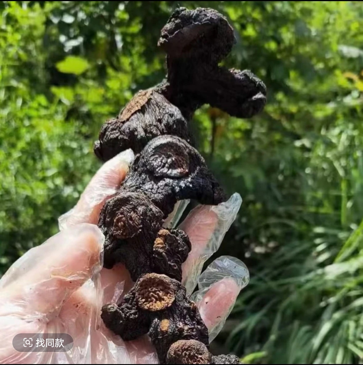 【深山土特产】农家传统工艺九晒可直接食用 泡水 泡酒 煲汤 6