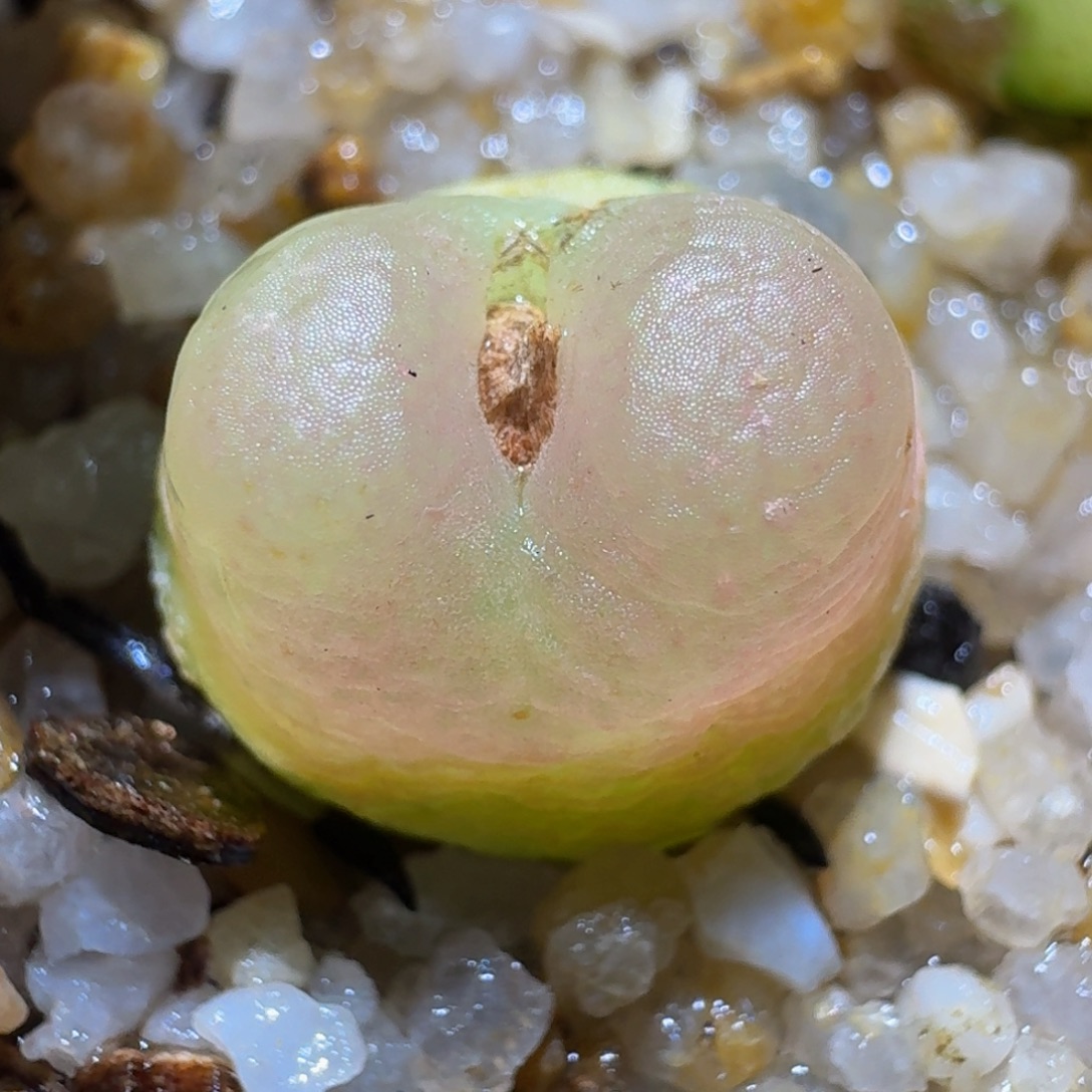 Ssss精品生石花735