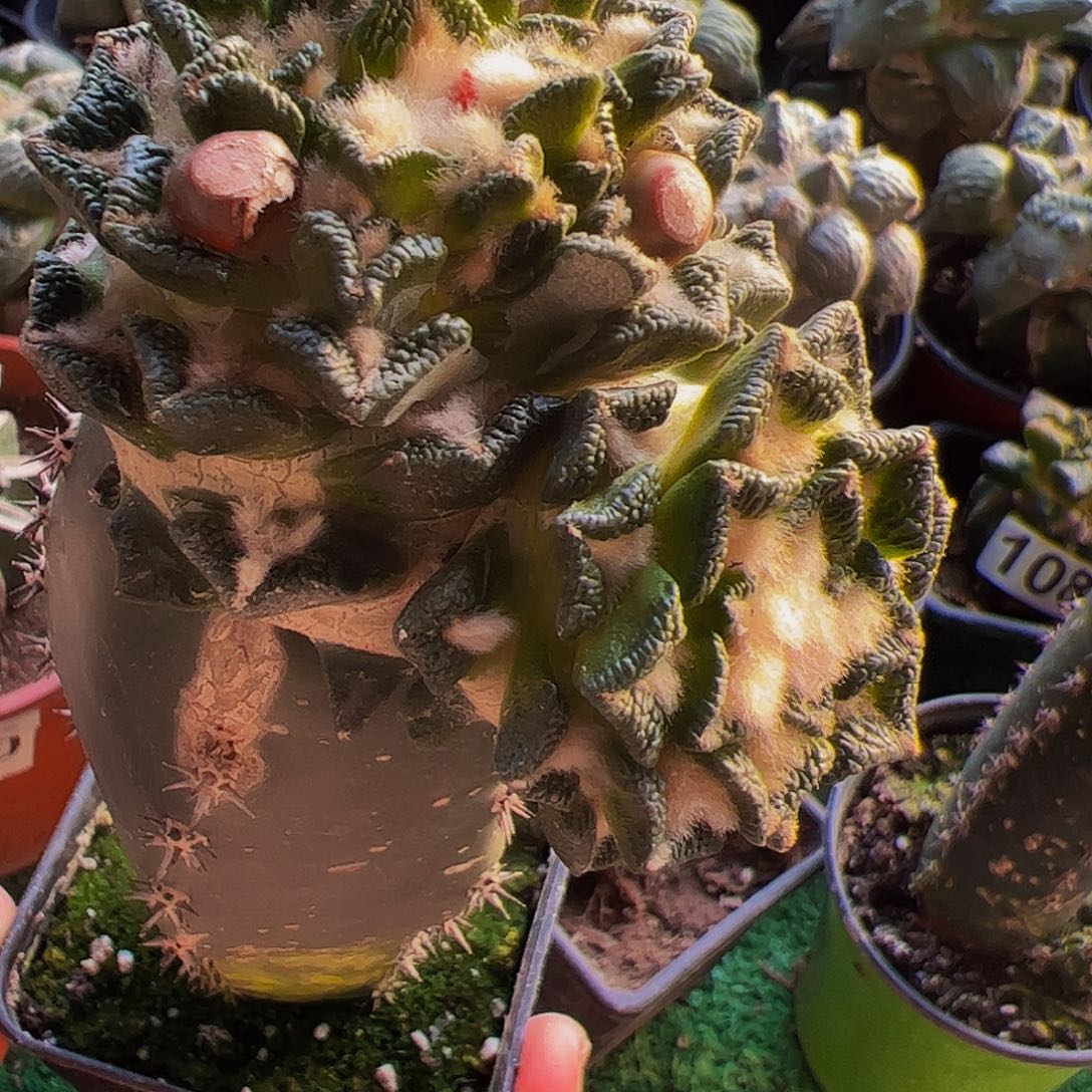 无花朵双头黑牡丹850