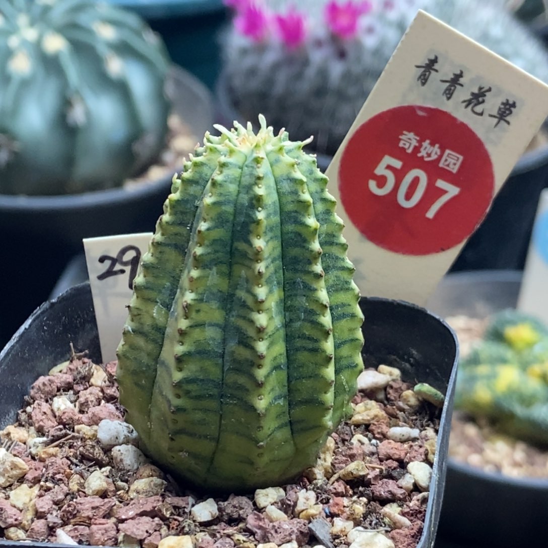 布纹球锦一颗仙人球