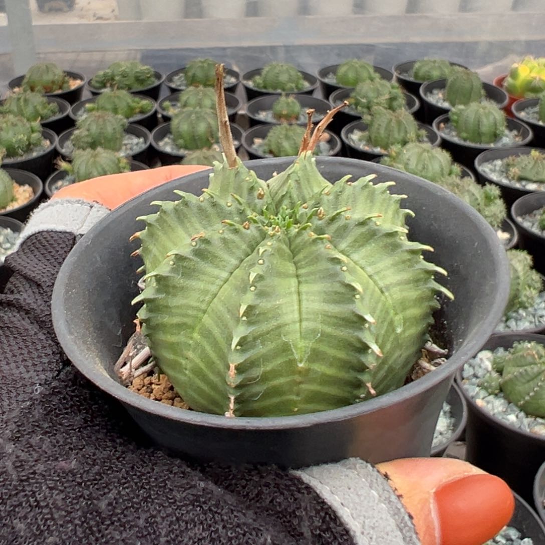 法丽达wwwwwwwwwwww