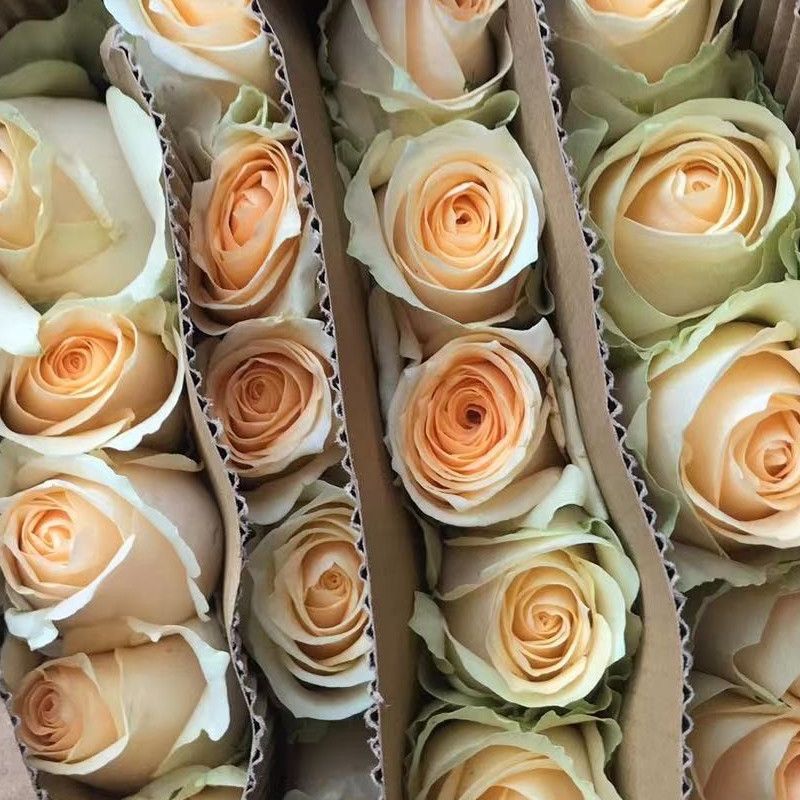 套餐77  香槟玫瑰10支+混色单瓣紫罗兰一把+绿灵草一小把