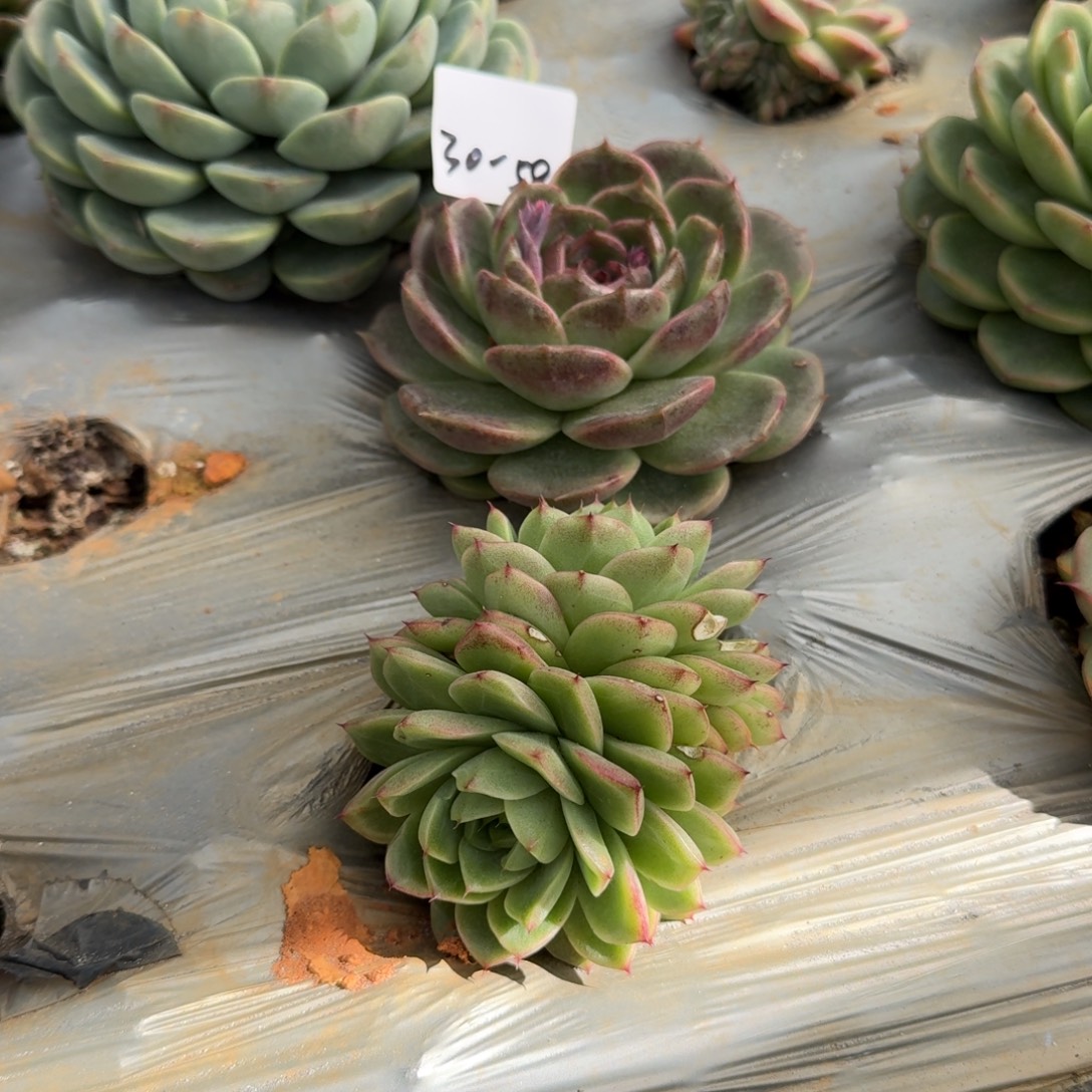 麦秆一颗一物一拍30-61