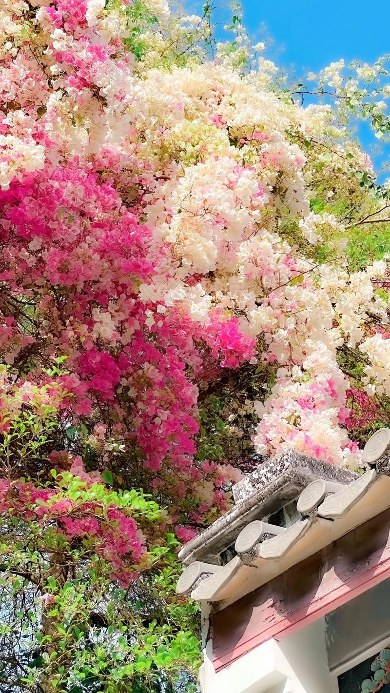三角梅定制木架发货壮苗掉花落叶属正常现象不予售后介意慎拍