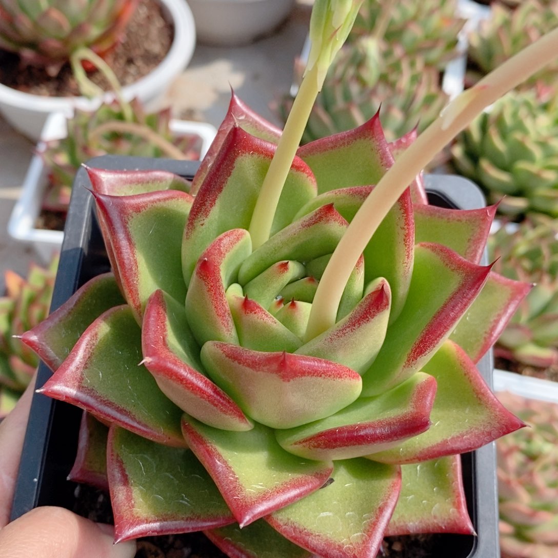 原始凤凰314 号东云系多肉植物