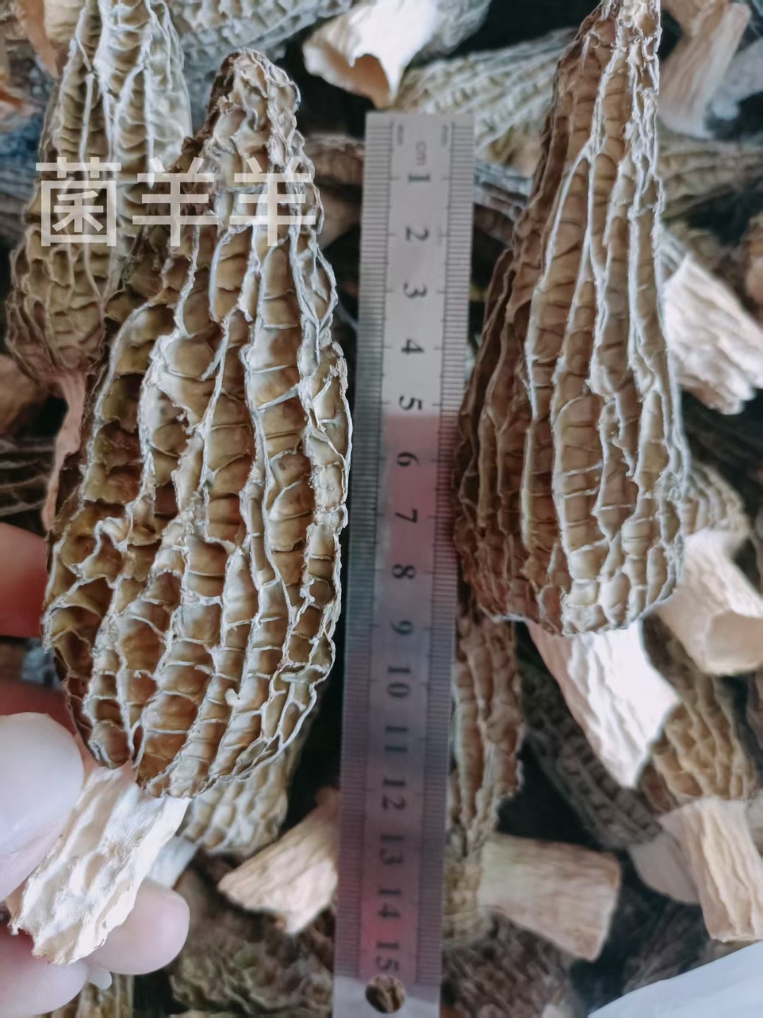 （7-9公分）羊肚菌头茬新7妹肉质细嫩香味独特老少皆宜正宗
