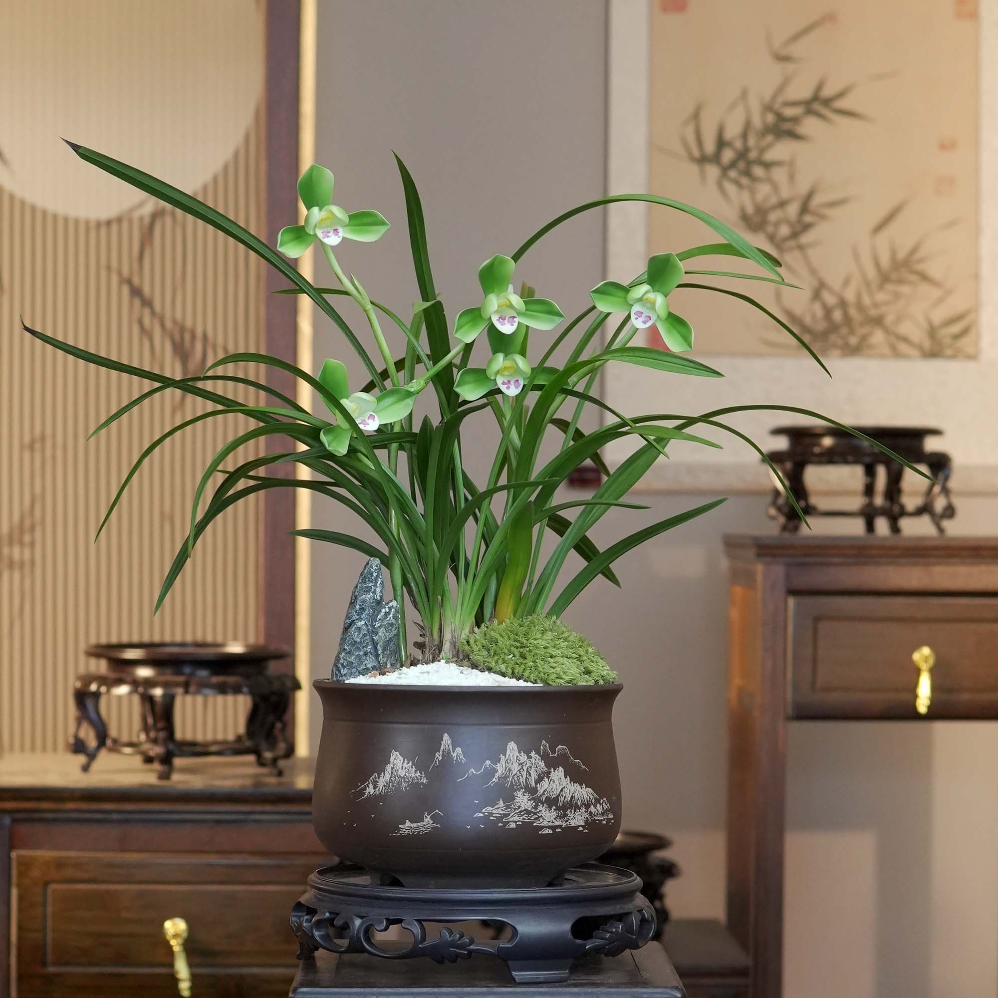 国兰铭品[大富贵]带紫砂花盆带2-3花苞带石头造景铭品兰花室内