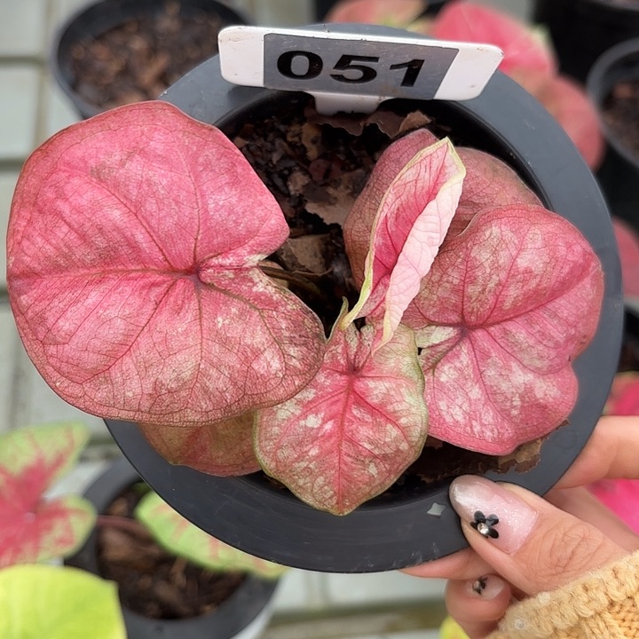 51-0306小猪彩叶芋广东现货