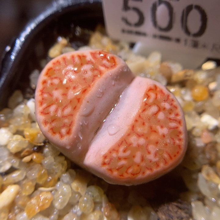 精品生石花215.500