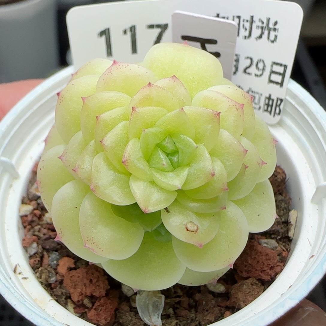 0129-117（HT-9）麦秆