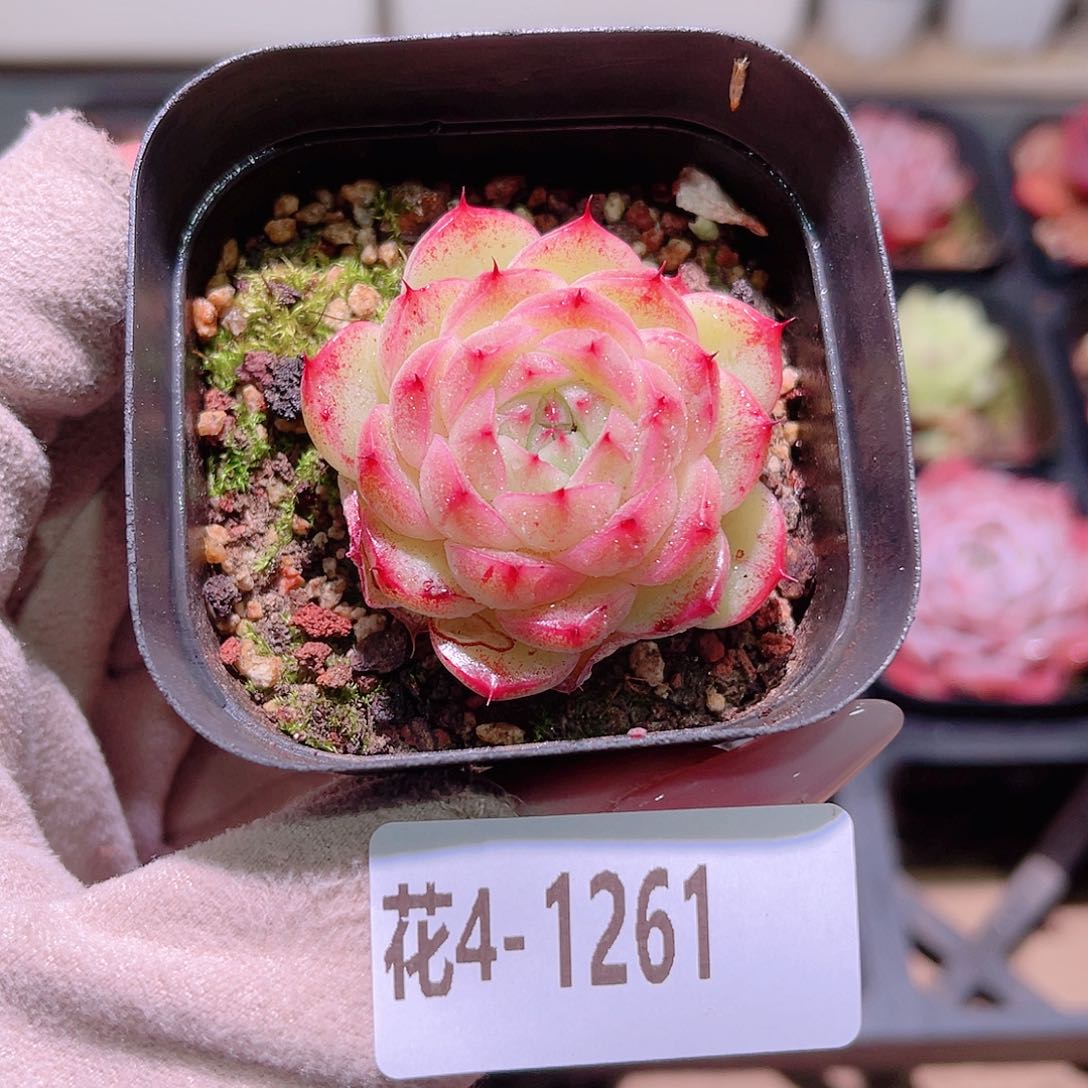 花利美4-1261麦秆