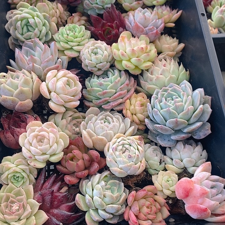 7 多肉植物盆栽花卉植物