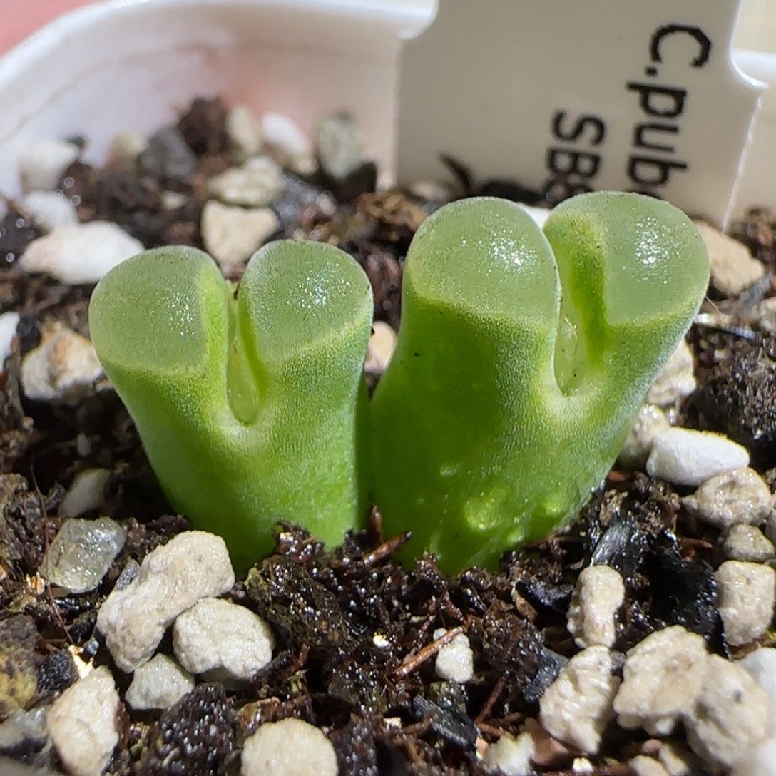 肉锥多肉植物组合-极窗404