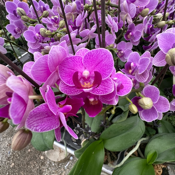 【欧洲小兰】精品蝴蝶兰花室内阳台办公室高端花卉绿植盆栽年宵花
