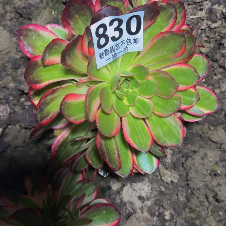 三*黑魔锦25-21包邮花花