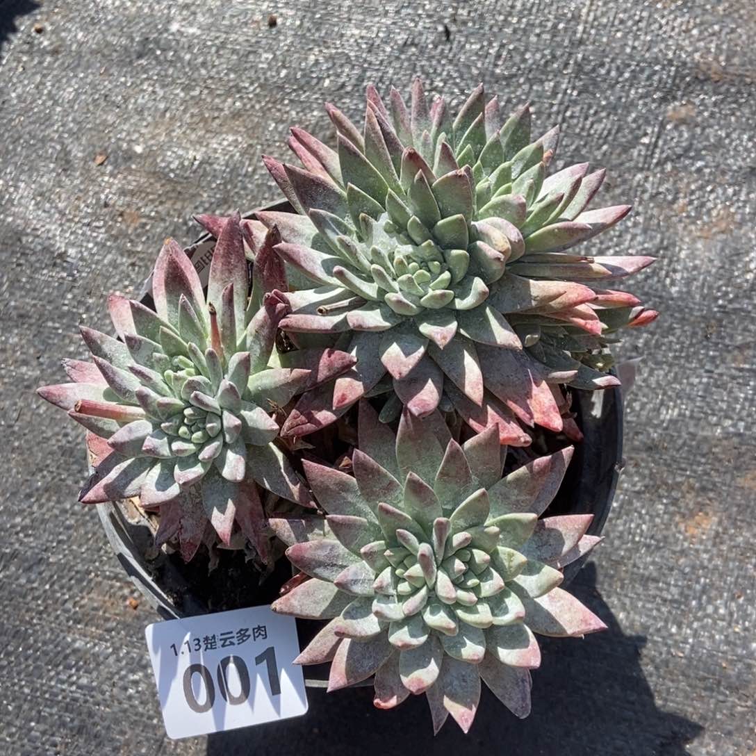 001白雪多肉植物